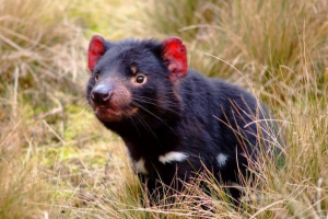 Znanstvenici su počeli cijepljenje tasmanskih đavola, sposobnih za sprečavanje izumiranja